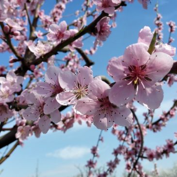 Primavera non bussa, lei arriva sicura…