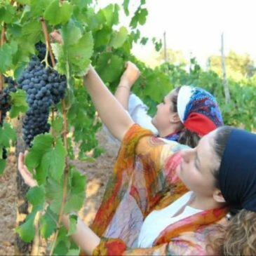 U tiemb’ ra vènnègn: dagli antichi Greci ai giorni d’oggi, storia della raccolta dell’uva