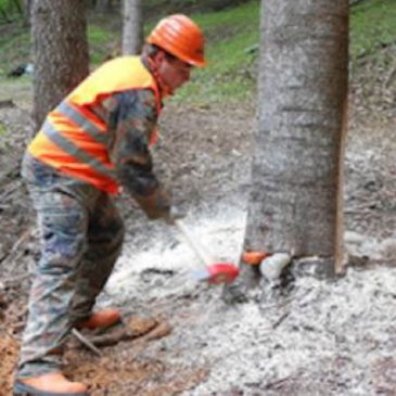 Comunità Montana Fortore: predisposto il pagamento degli operai forestali