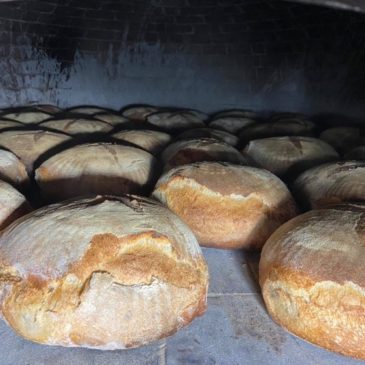 I chicchi del grano si abbracciano per diventare pane