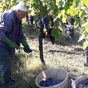 Guardia Sanframondi, Casa di Bacco: concorso “Fotografiamo la Vendemmia”