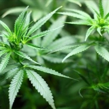 Una piantagione di marijuana nel terreno di casa: arrestato 49enne