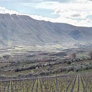 Fiorenza Ceniccola: “A proposito di vigneti e diserbanti”