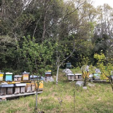 Azione Cattolica Diocesana, “Giornata della Terra”: le api sentinelle dell’ambiente