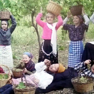 Guardia Sanframondi: quarta edizione del concorso “Fotografiamo la Vendemmia”