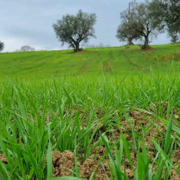 Paupisi: la Pro Loco anticipa tutti e lancia la produzione di grano 