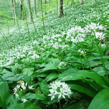 Corsi sulla raccolta delle piante tipiche degli ambienti forestali dell’areale Taburno-Camposauro