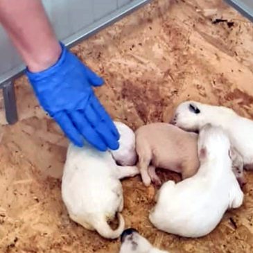 Carabinieri salvano cinque cuccioli di cane abbandonati in una scatola