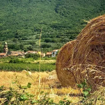 Immagini dal Sannio: l’agricoltura e la ruralità, i punti di forza del Sannio beneventano