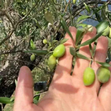 Benvenuti nel Sannio: l’olio extravergine d’oliva (FOTO)