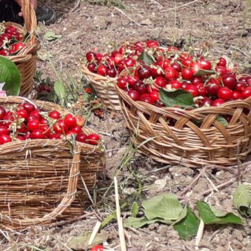 Campoli del Monte Taburno, dal 7 giugno la Festa della Ciliegia