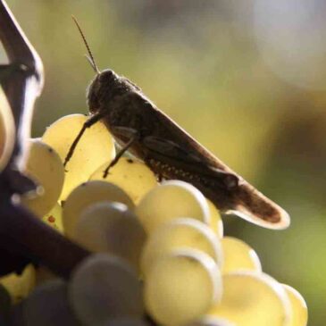 Benvenuti nel Sannio: la Falanghina del Sannio (FOTO)