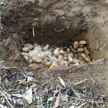 Benvenuti nel Sannio: la patata interrata del Taburno (FOTO)