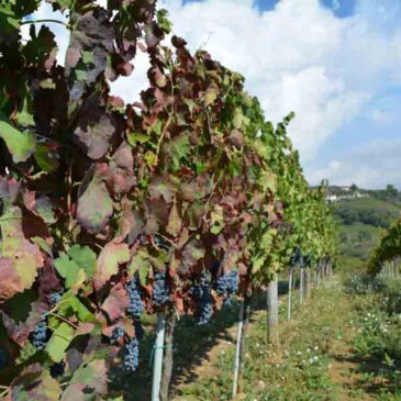 Immagini dal Sannio: enoturismo, cantine e Sannio Falanghina