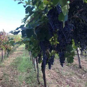 Immagini dal Sannio: Aglianico e Camaiola, eccellenze a bacca rossa