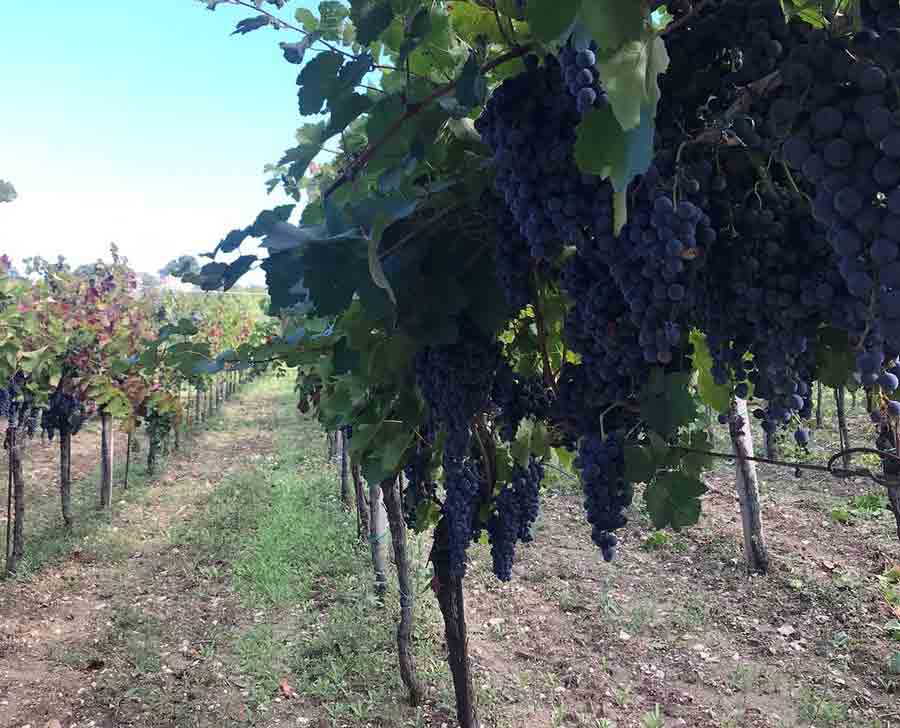 Immagini dal Sannio: Aglianico e Camaiola, eccellenze a bacca rossa