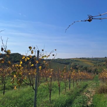 Sannio Consorzio Tutela Vini, un nuovo progetto per la sostenibilità del settore vitivinicolo