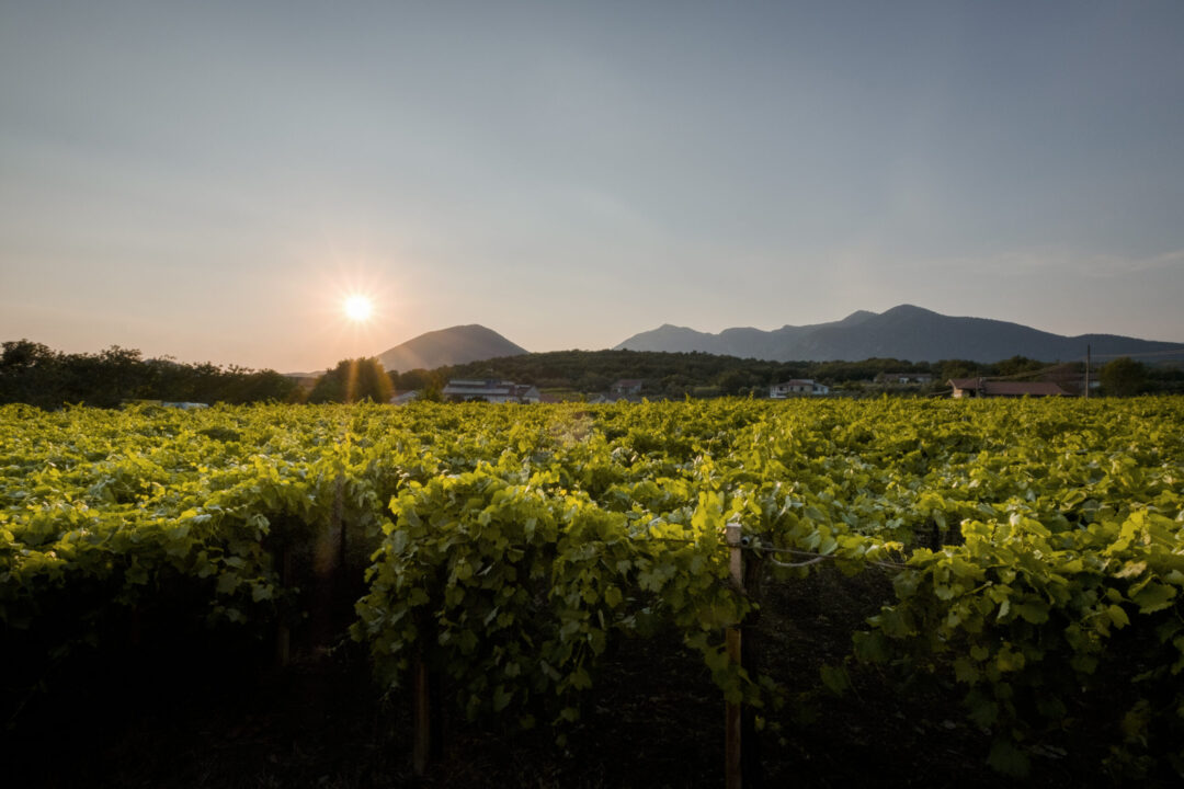 Colella (Vignaioli di Solopaca): “Errore abbandonare le uve rare per lasciare il posto a nuove varietà”